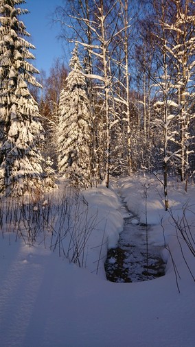 Photo of a snowy stream and some trees